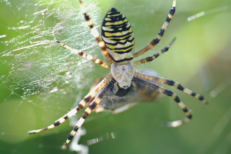 Wasp Spider © Matt Rich Wasp Spider © Matt Rich
