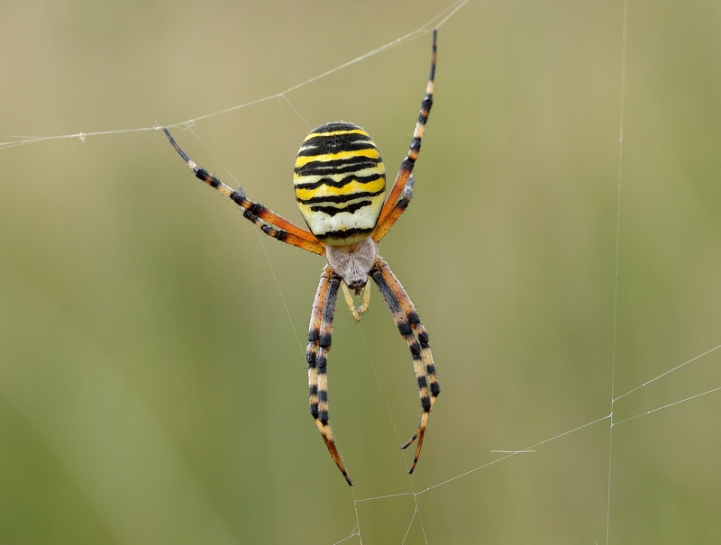 Wasp Spider