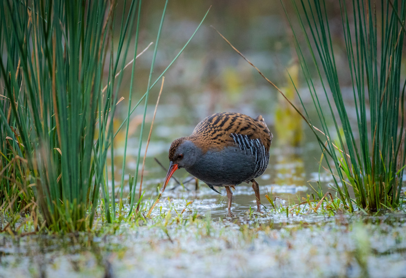 Water Rail © Piers Fearick