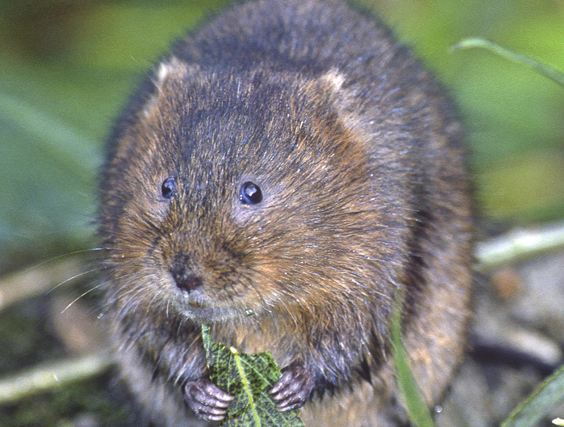 One of Britain’s rare mammals