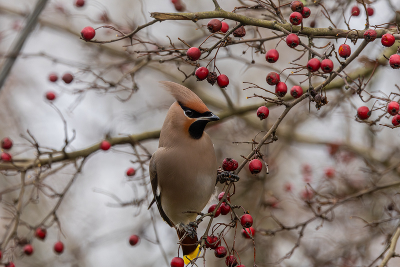 Behind the Lens - Stephen Redden