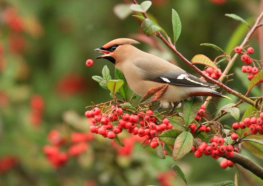 Waxwing © Jon Hawkins, Surrey Hills Photography