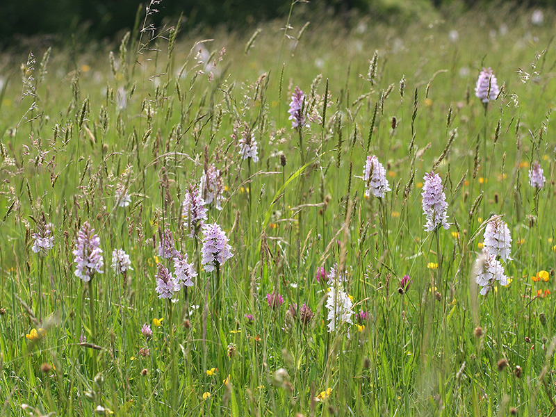 Wilder Wealden
