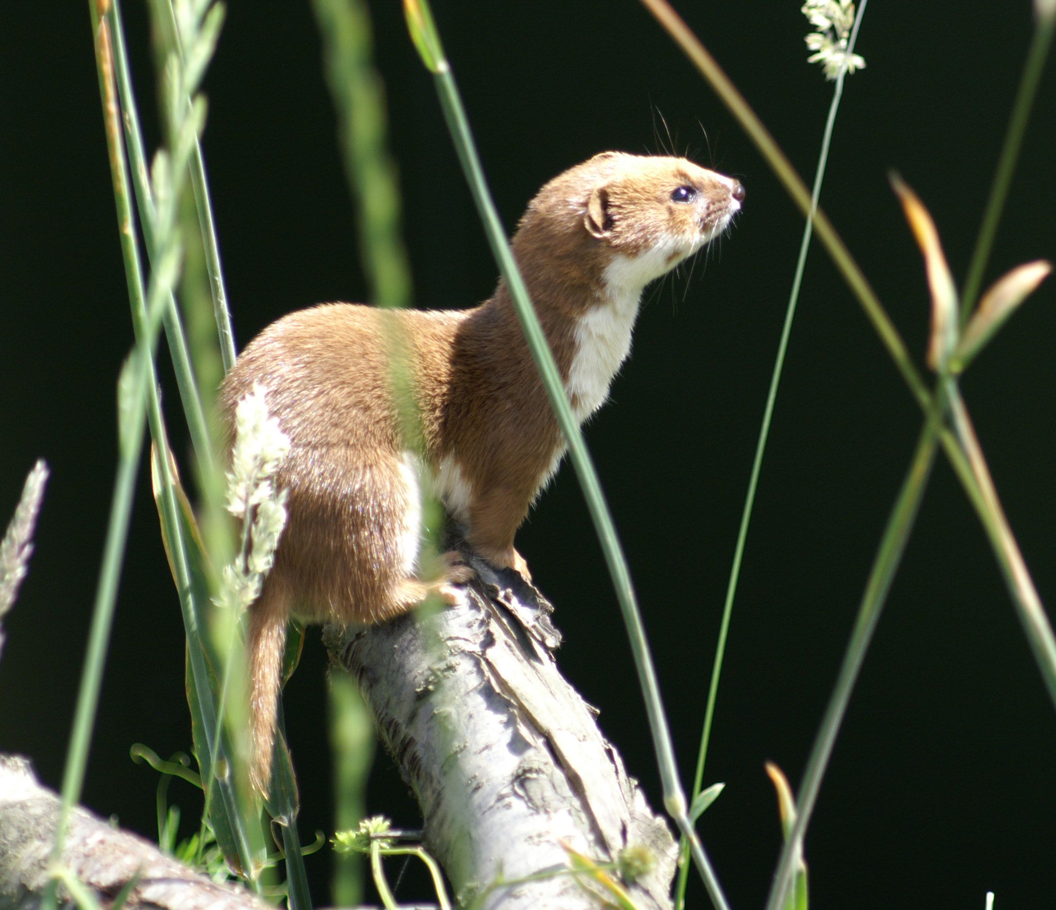 Weasel © Arthur Hoare