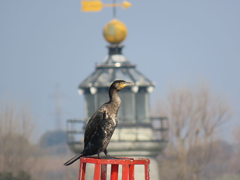 Cormorant