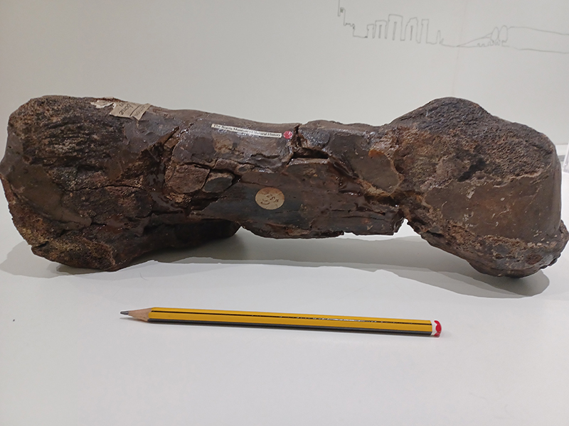 Iguanodon metatarsal foot bone © Emma Chaplin Iguanodon metatarsal foot bone © Emma Chaplin