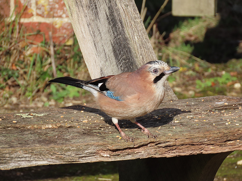 Jay