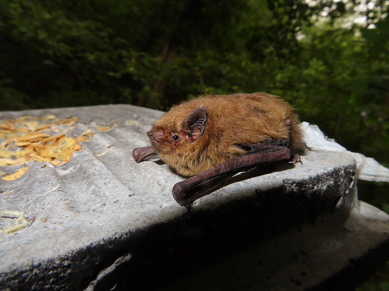 Soprano Pipistrelle © Ryan Greaves