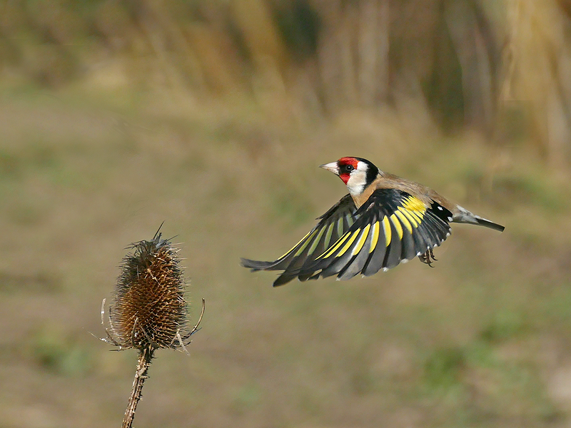 Rye Harbour Nature Reserve Wildlife Sightings - October 2023