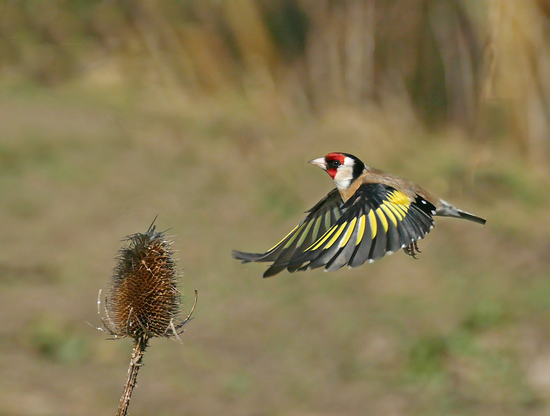 Rye Harbour Nature Reserve Wildlife Sightings - October 2023