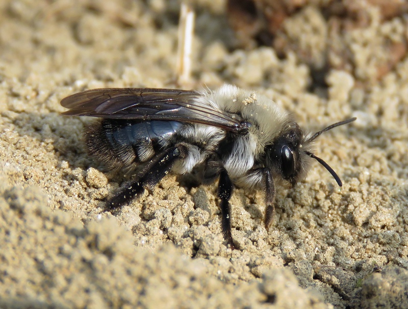 Grey-backed Mining Bee