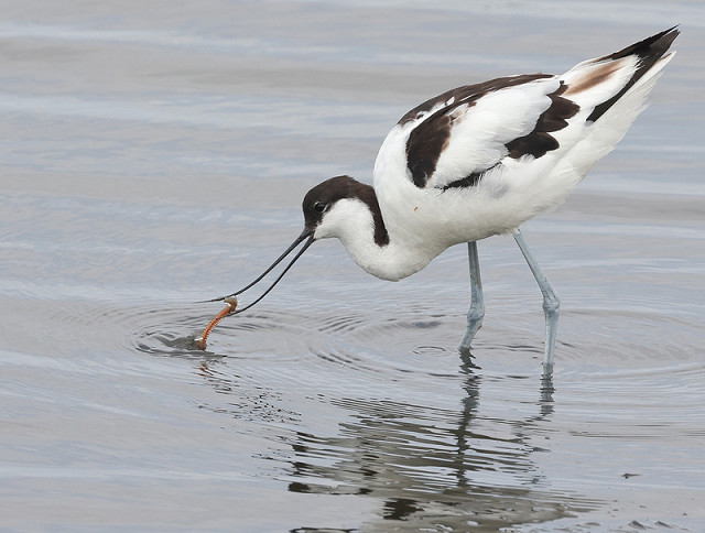 Members-only event: Rye Harbour Ramble (14/04/25)