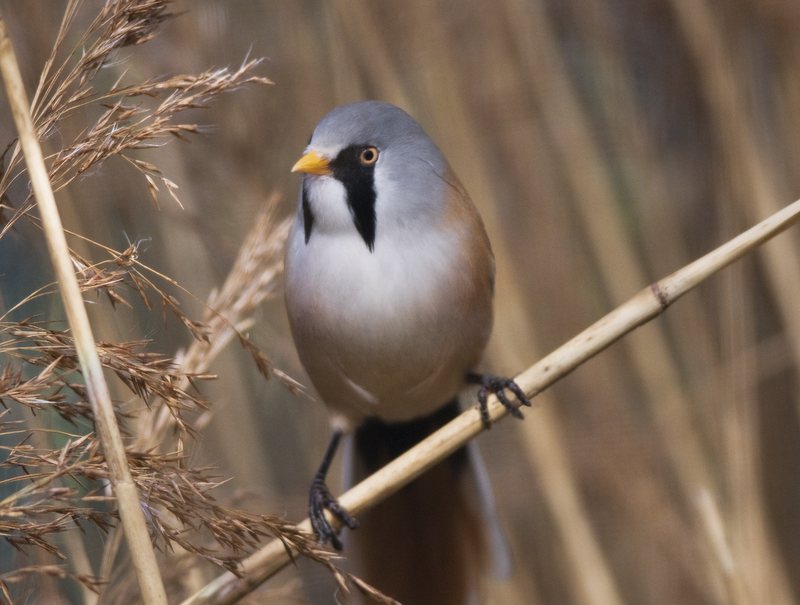 Bearded Tit