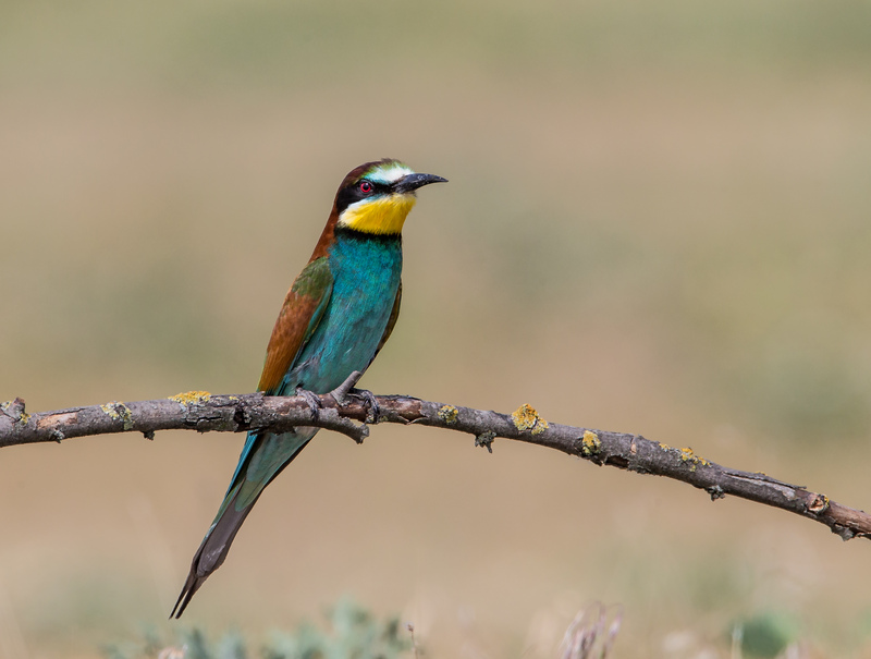 European Bee-eater