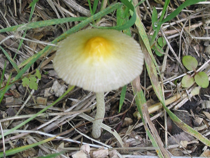 Yellow Fieldcap Yellow Fieldcap