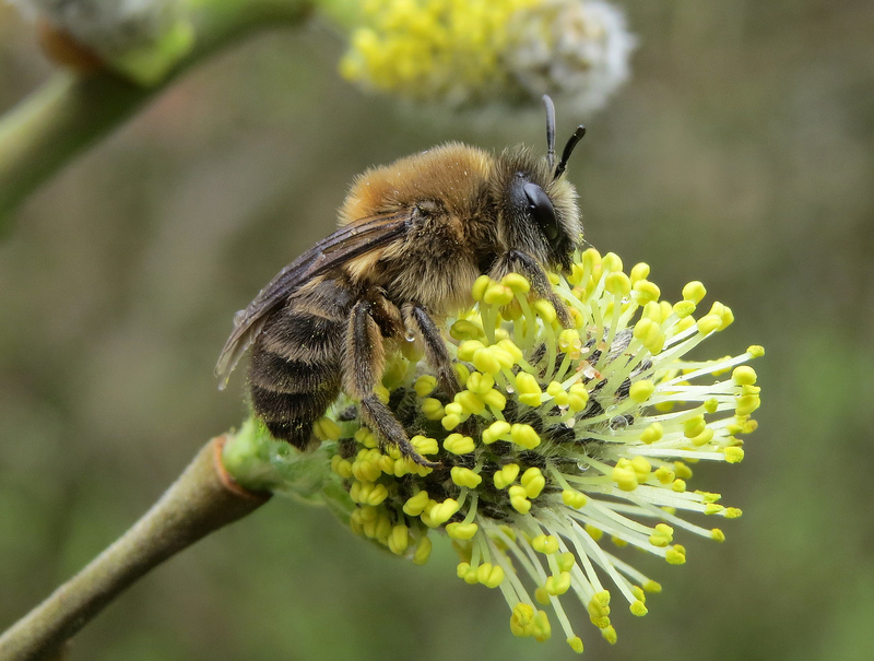 The Bees of Rye Harbour Nature Reserve