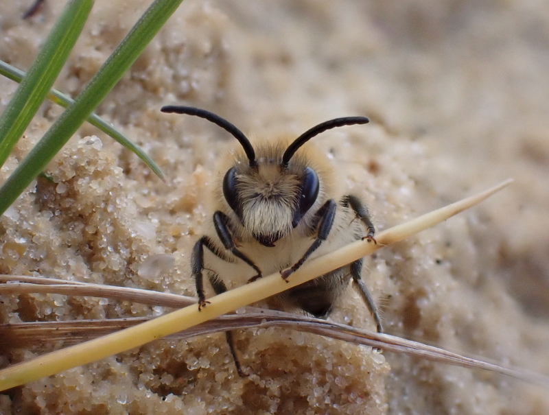 Spring Colletes Bee