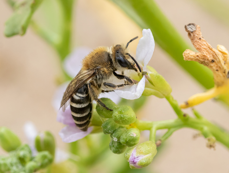 Sea Aster Mining bee