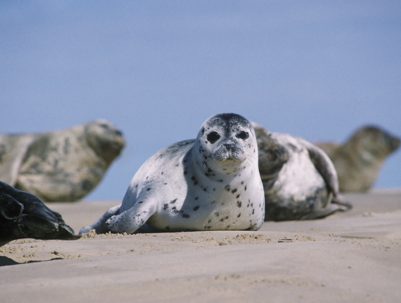 Spot the difference - the seals of Rye Harbour