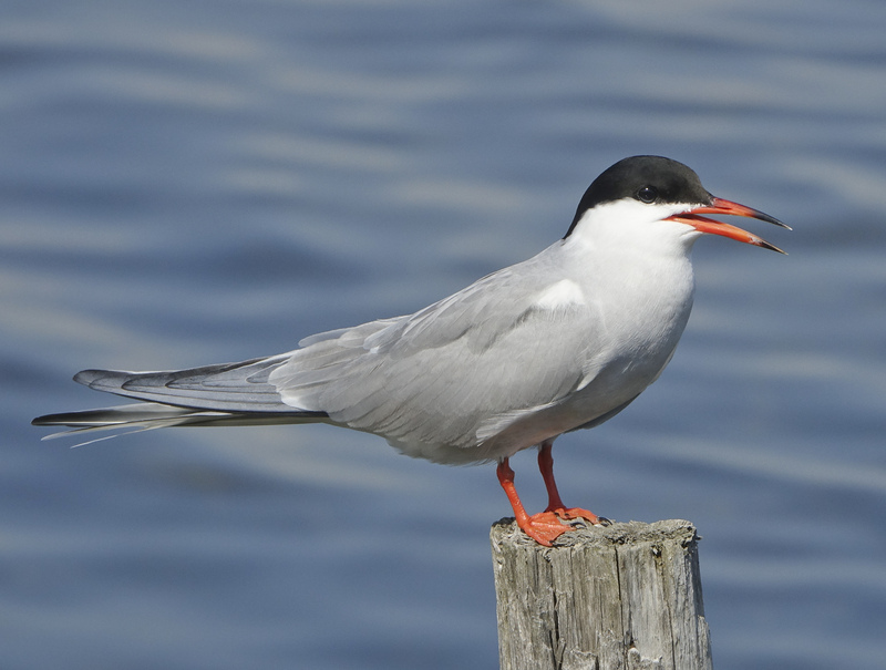 Common Tern Common Tern