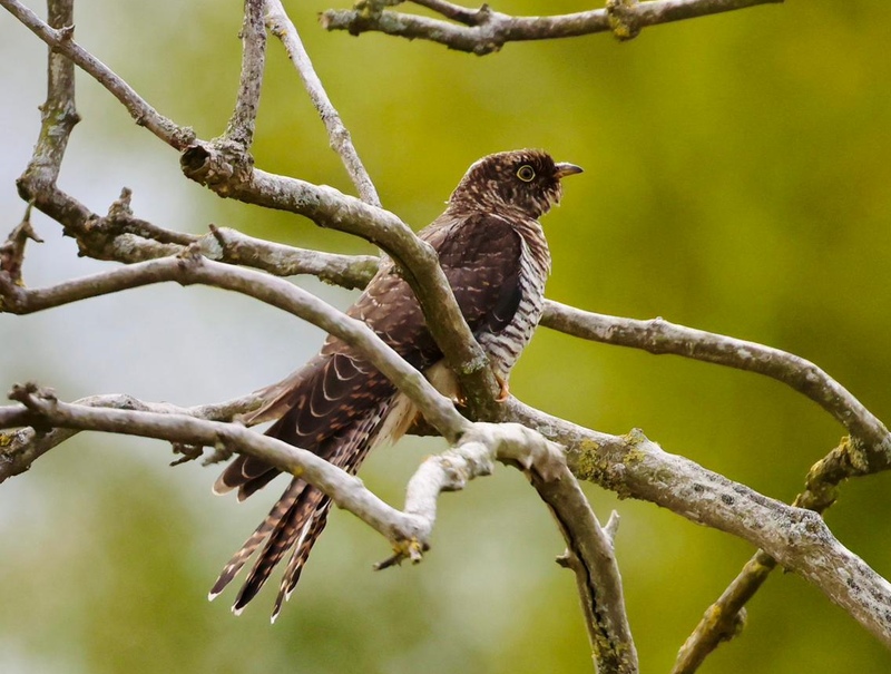 Juvenile Cuckoo
