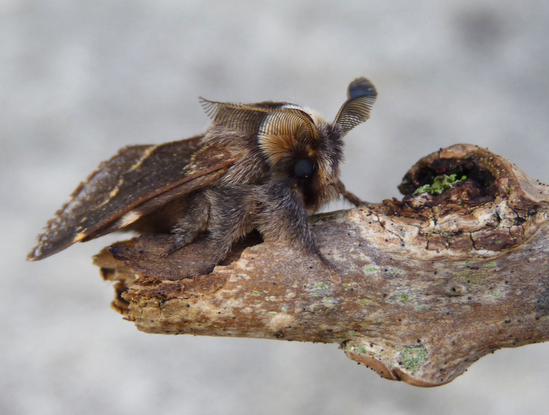 December moth December moth