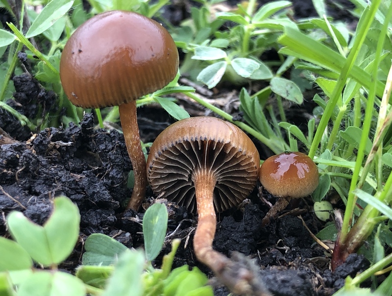 Meadow Muffin mushroom Meadow Muffin mushroom