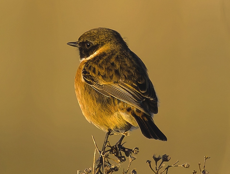 Stonechat