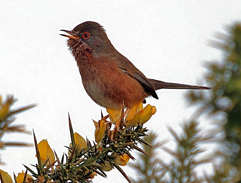 Dartford Warbler