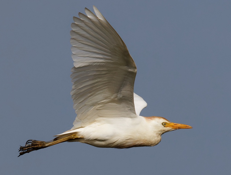 Cattle Egret