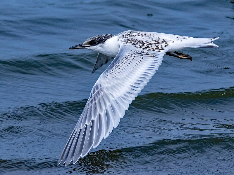 Meet wildlife photographer: David Rowlands