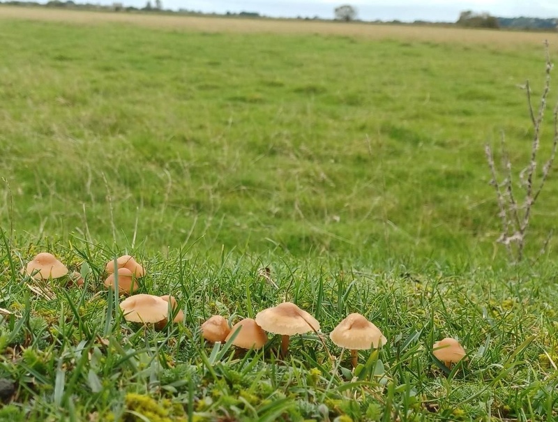 Fairy Ring Champignon Fairy Ring Champignon