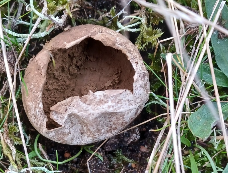 Grey Puffball Grey Puffball