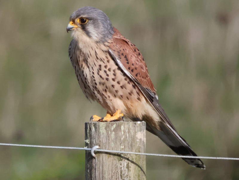 Male Kestrel