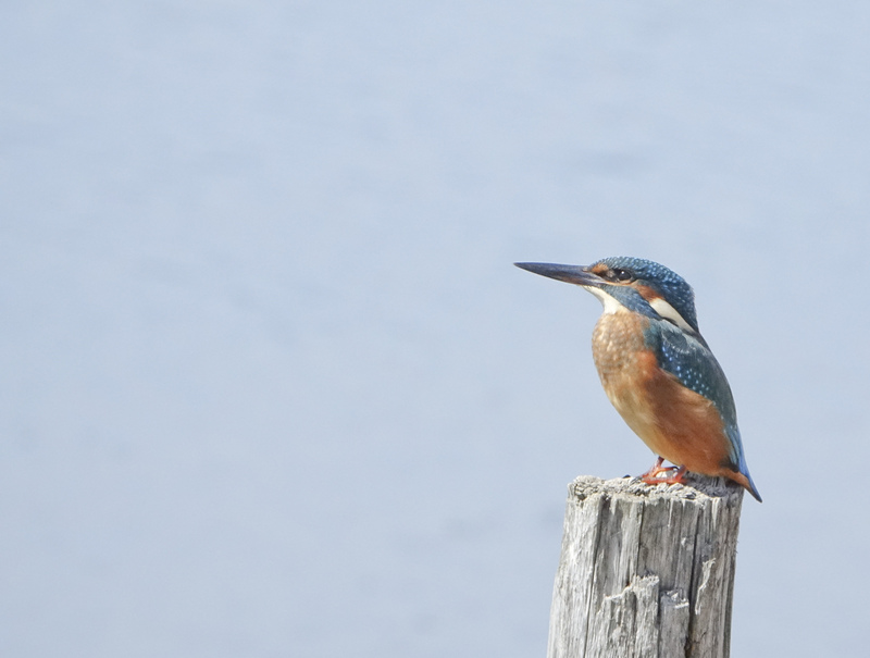 Birdwatching for beginners