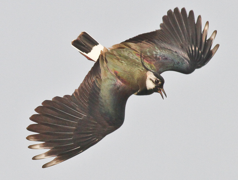 Lapwing