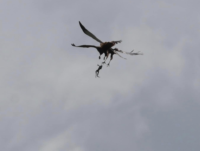Marsh Harrier and Marsh Frog