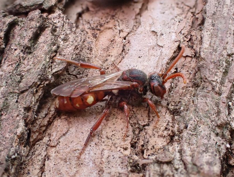 Large Bear-clawed Nomad Bee