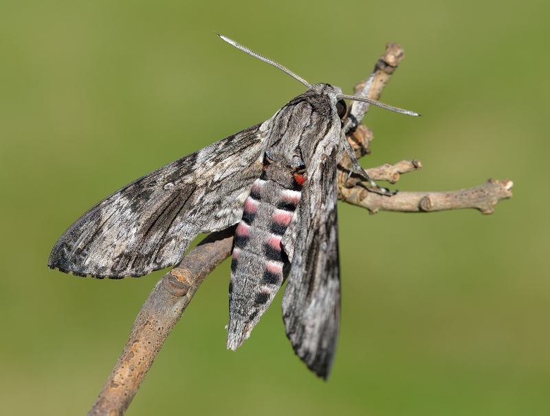 Convolvulus hawk-moth