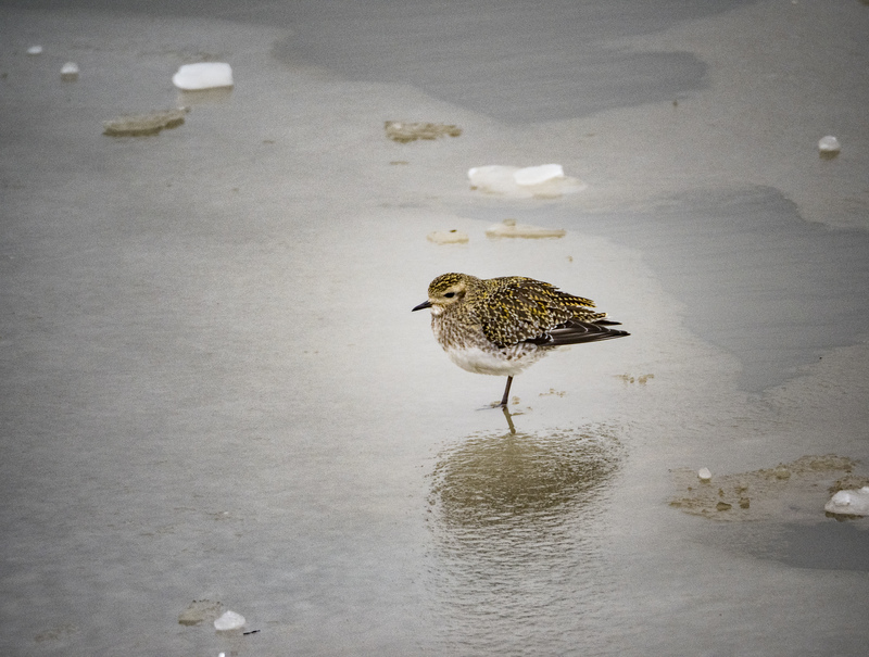 Golden Plover