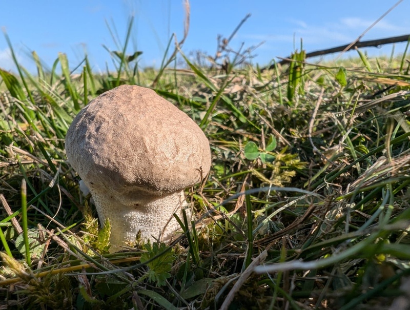 Fantastic fungi of Rye Harbour