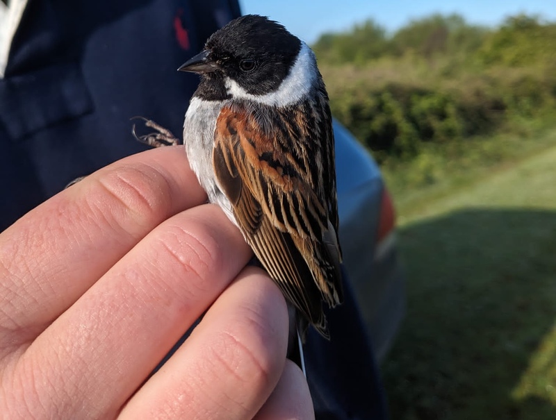 Reed Bunting