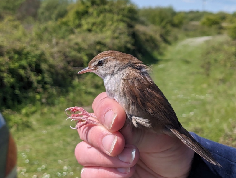 Cetti's Warbler