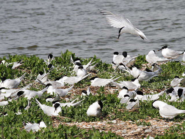 Members-Only Event: Rye Harbour Ramble (10/10/24) - postponed