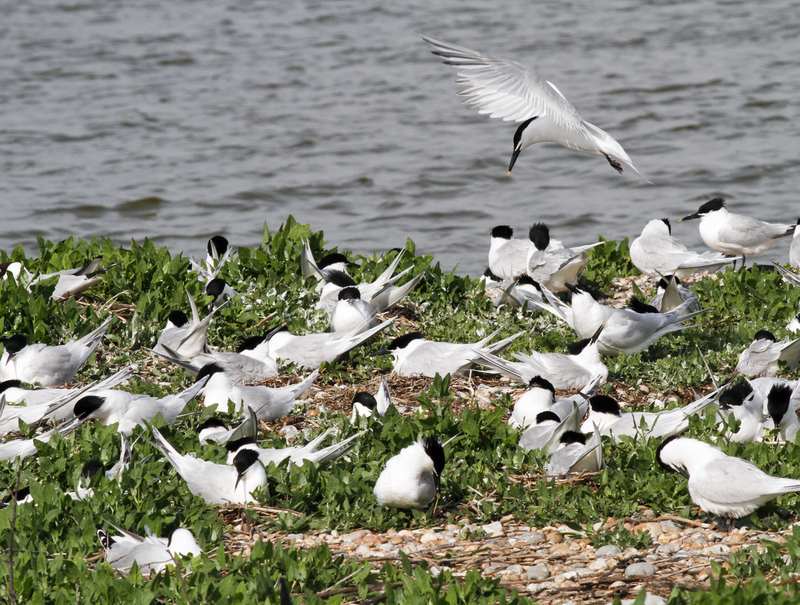 Swimming with Terns