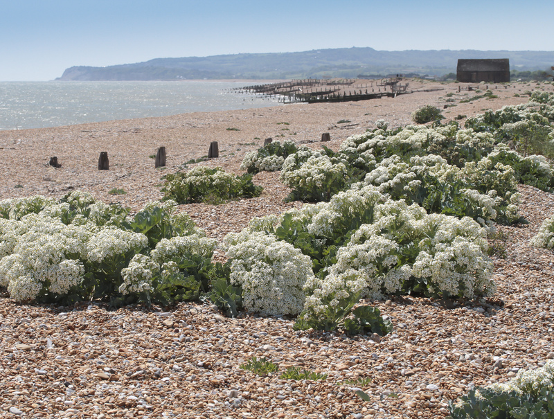 Beach Reserve