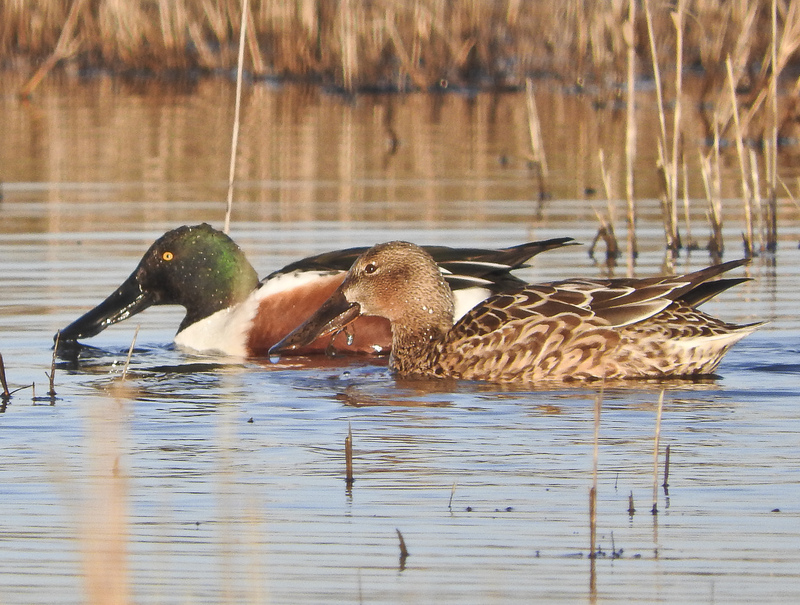 Shoveler