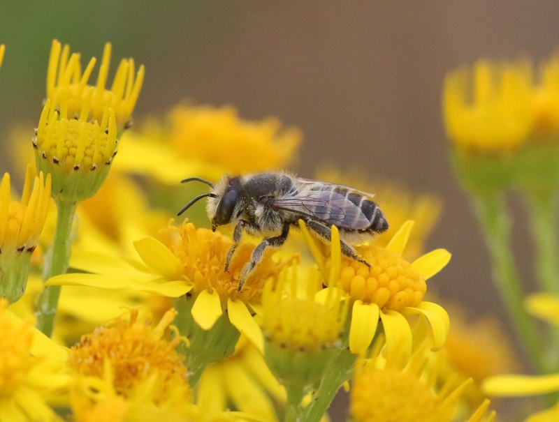 Silvery Leafcutter Bee