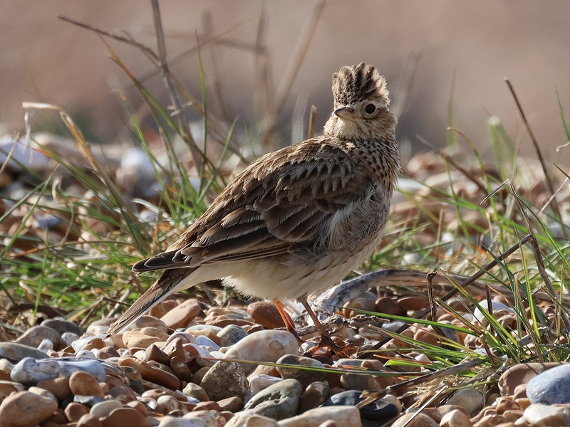Meet wildlife photographer: Phil Harrison