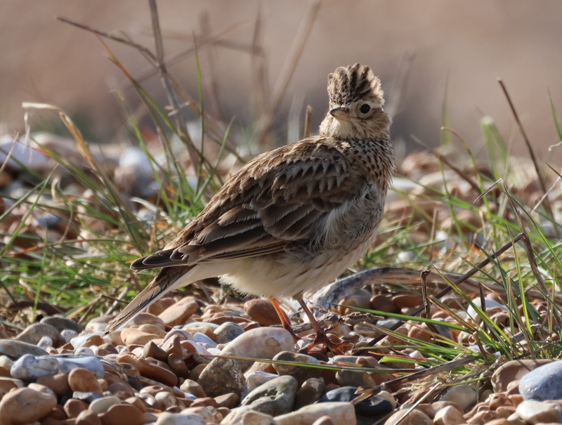 Meet wildlife photographer: Phil Harrison